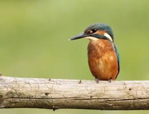 Pripombe DOPPS na predlog Programa upravljanja območij Natura 2000 za obdobje 2023-2028