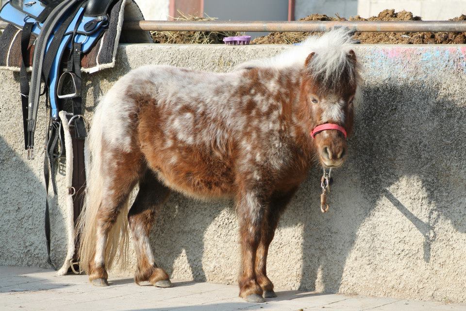 V Društvu za zaščito konj potrebujejo vašo pomoč