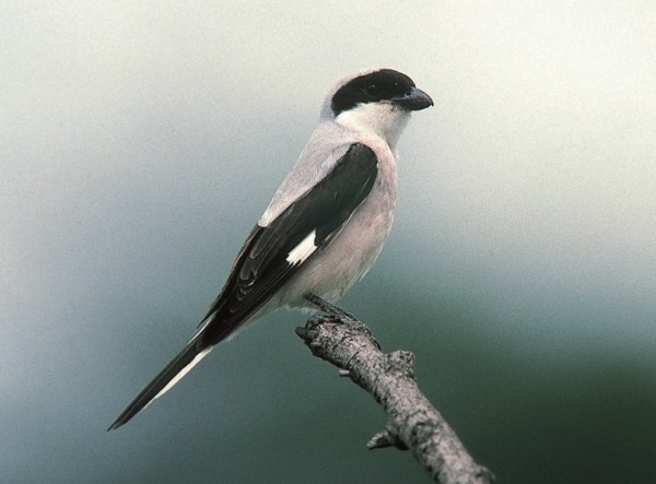 Visokodebelni biseri na Goričkem