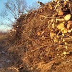 Kupi hlodovine in vejevja, foto: Tomaž Jančar