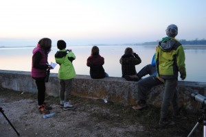 Zaradi redkih zimskih gostov je največ pozornosti pritegnilo Ptujsko jezero. foto: Mojca Podletnik