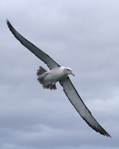 Peruti albatrosov so izjemno dolge in ozke, kar jim omogoča izkoriščanje zračnih tokov in dolgotrajno jadranje nad širnimi oceani. Klateški albatros (Diomedea exulans) v iskanju hrane v 10-20 dneh prepotuje tudi do 10.000 km in to skorajda brez zamahovanja s perutmi, ki v razponu v povprečju merijo 3,1 m.  foto: Glen Fergus / Wikipedia