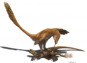 Znanstveni opis okostja dinozavra vrste Deinonynchus antirrhopus iz skupine Theropoda je v šestdesetih in sedemdesetih letih prejšnjega stoletja obudil tedaj več kot 100 let staro zamisel o tem, da so ptice potomci dinozavrov, saj so bile odkrite številne podobnosti med okostji teh dveh skupin. Na podlagi sorodstvenih vezi z nekaterimi dinozavri, ki so dokazano imeli perje, znanstveniki domnevajo, da ga je imel tudi Deinonynchus, čeprav materialnih dokazov o tem za zdaj ni. risba: Emily Willoughby / Wikipedia