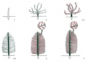 Peresa so mrtve kožne tvorbe, ki imajo svoj evolucijski izvor v skupnem predniku – enostavni roževinasti »ščetini«, ki se je kasneje izdatno preoblikovala in dosegla zamotano zgradbo letalnega peresa, vrhunec v evoluciji peres.  risba: Urša Koce