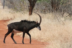 Tako v Highveldu kot Lowveldu najdemo posamezna območja, kjer lahko za trenutek uzremo redko črno grivasto antilopo (Hippotragus niger). Foto: Blaž Blažič
