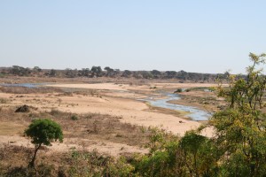 Ob dolinah večjih rek, kot je Letaba na sliki, lahko z nekaj sreče opazujemo zelo redko afriško sedlarico (Ephippiorhynchus senegalensis). Foto: Blaž Blažič