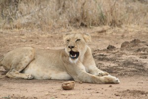 Opazovanje afriškega leva (Panthera leo) je želja vsakega obiskovalca Narodnega parka Kruger. Foto: Blaž Blažič