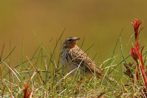 Rdečegrla cipa (Anthus cervinus) v Evropi po obarvanosti prekaša druge cipe. Njeno značilno in zapomnljivo oglašanje pa je razlog, da je bila v zadnjih nekaj letih občutno večkrat opazovana kot v preteklosti. Foto: Dejan Bordjan