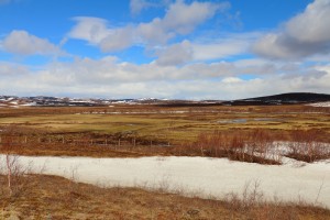 Gnezdišče rdečegrle cipe na Norveškem je mešanica vlažne tundre in vrbovih barij, ki so ob vrnitvi ptic na gnezdišče še delno pokriti s snegom. Pri nas se rdečegrle cipe zadržujejo v odprtih okoljih, pogosto na golih površinah. Foto: Dejan Bordjan