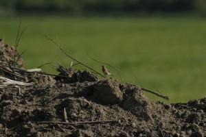 Pri nas se rdečegrle cipe pogosto zadržujejo na golih površinah. Foto: Dejan Bordjan