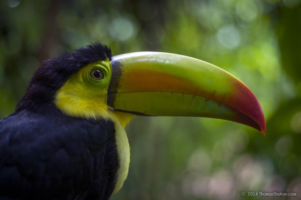 2017_20_2_keel_billed_toucan_belize