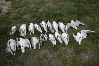 Pogin galebov na Ptujskem jezeru se nadaljuje