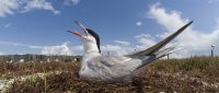 Na Ptujskem jezeru gnezdilo več kot tisoč parov ptic