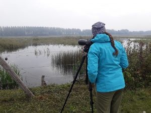 Najštevilčnejše vrste v Ormoških lagunah so bile pritlikavi kormorani, liske in mlakarice. Foto: Eva Horvat