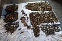 Carina je v petek odkrila letos največji primer tihotapljena ptic čez Slovenijo