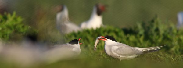 Navadna čigra združila mlade iz Slovenije in Hrvaške