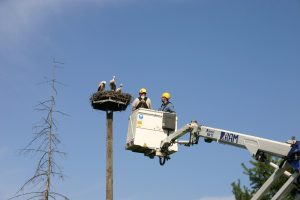 Do gnezda z mladiči smo se dvignili z delavci Elekta Ljubljana. Foto: Damijan Denac