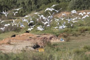 Odlagališče klavničnih odpadkov v oljčnem nasadu, kjer se je Srečko v družbi drugih belih štorkelj, čapelj in krokarjev prehranjeval. Foto: Tilen Basle