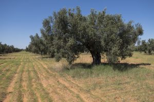 Olive grove, where Srečko met his sad end. Photo: Tilen Basle