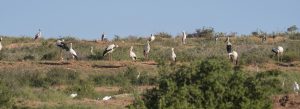 Storks at the slaughterhouse waste landfill. Many of them probably knew Srečko. Photo: Tilen Basle