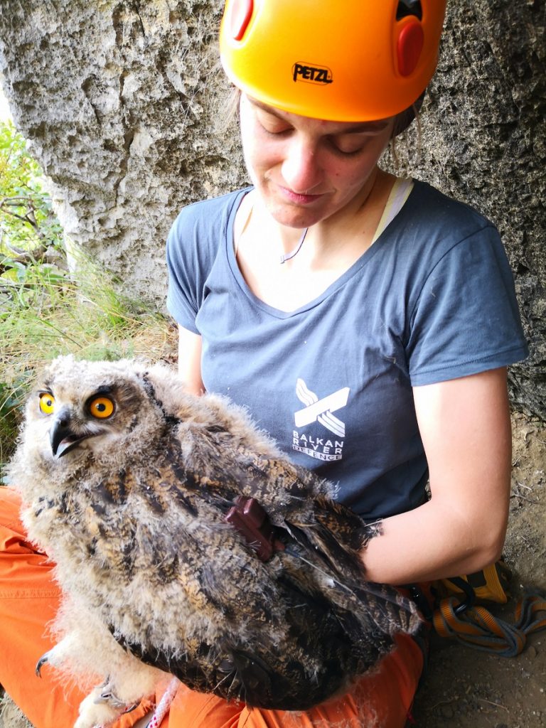 Eden izmed dveh mladičev velike uharice z nameščenim oddajnikom. Foto: Tomaž Mihelič