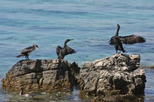 Sredozemski vranjeki (Phalacrocorax aristotelis desmarestii). Foto: Simon Kovačič