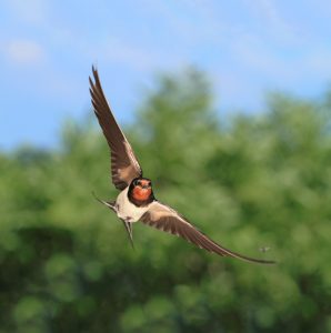 KMEČKA LASTOVKA (Hirundo rustica) je, kar se tiče uničevanja čebel, že po obliki kljuna videti nič več kot prikladen grešni kozel., foto: M. Vranič