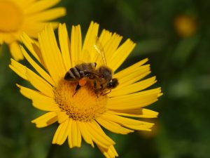 KRANJSKA ČEBELA (Apis mellifera carnica) na primožkovem cvetu foto: Janez Gregori