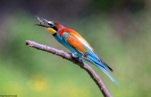 ČEBELAR (Merops apiaster) nevarni plen zagrabi s konico svojega dolgega kljuna in se izogne piku. Foto: Danilo Kotnik