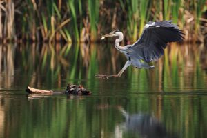 SIVE ČAPLJE (Ardea cinerea) so bile med najpogosteje opaženimi pticami; zadrževale so se predvsem na bregovih jezer. foto: Matej Vranič