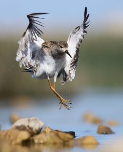 TOGOTNIKE (Philomachus pugnax) sem maja 2008 opazila na presahlem bregu Parskega jezera, ko je jezero upadalo. foto: Jure Novak