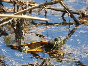 RDEČEVRATKA (Trachemys scripta elegans) je ena od treh opisanih podvrst popisane sklednice in uvrščena na seznam 100 najbolj invazivnih vrst na svetu. Foto: Kim Ferjančič