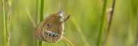 Uspešna doselitev barjanskega okarčka, ene najbolj ogroženih vrst metuljev v Evropi