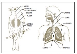 Primerjava ptičjega in človeškega GLASOVNEGA APARATA