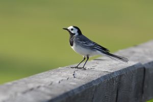 BELA PASTIRICA (Motacilla alba) foto: Alen Ploj