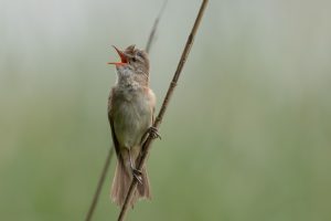 Rakar (Acrocephalus arundinaceus), foto: Dušan Šipek