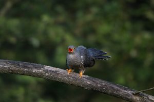 SLIKA 6: KUKAVICA (Cuculus canorus) je priljubljena ptica med skladatelji. foto: Tone Trebar / www.naturephoto-tone