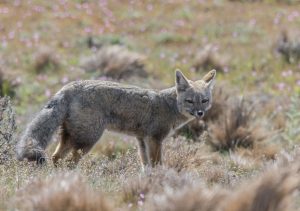 ARGENTINSKA LISICA (Lycalopex griseus) je vedno na preži za plenom. foto: Matija Križnar in Katja Srebotnjak