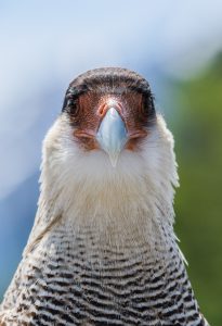 KARAKARA (Caracara plancus) sodi med večje ujede v Andih. foto: Matija Križnar in Katja Srebotnjak