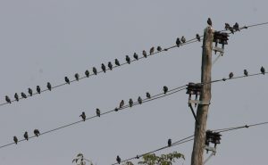 ŠKORCI (Sturnus vulgaris) posedajo na vodnikih srednjenapetostnega daljnovoda. Foto: Tomaž Mihelič