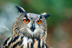 VELIKA UHARICA (Bubo bubo) je poleg bele štorklje (Ciconia ciconia) ena izmed najpogostejših žrtev električnega udara pri nas. foto: Tomaž Mihelič