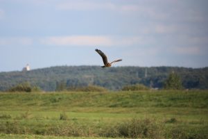 MLADI (juvenilni) stepski lunji imajo značilen ovratnik. Spol se določi na podlagi barve oči. Samci imajo rumene, samice pa temne. Drugoletni (2cy) stepski lunji so spomladi načeloma enaki kot juvenilni, le da je oranžna barva precej bolj bleda, kremasta. foto: Matej Gamser