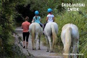 Sprehodi s kamarškimi konji, foto: Mirko Kastelic