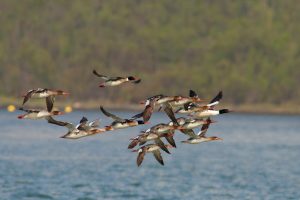 Jata SREDNJIH ŽAGARJEV (Mergus serrator) s samcem VELIKEGA ŽAGARJA (M. merganser) foto: Dejan Bordjan