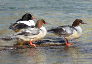 VELIKI ŽAGAR (Mergus merganser); njegov kljun je odlično prilagojen za lov na spolzek plen. Zakrivljena konica je tudi uporabna za ločevanje od srednjega žagarja. Samec (zadaj) je bolj kontrasten in z več beline. foto: Bojan BratožŽAGAR (Mergus merganser); njegov kljun je odlično prilagojen za lov na spolzek plen. Zakrivljena konica je tudi uporabna za ločevanje od srednjega žagarja. Samec (zadaj) je bolj kontrasten in z več beline. foto: Bojan Bratož