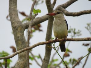 SIVOGLAVI GOZDOMEC (Halcyon leucocephala), foto: Taja Cvetko