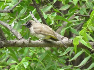 RUMENORITI BULBUL (Pycnonotus xanthopygos), foto: Taja Cvetko