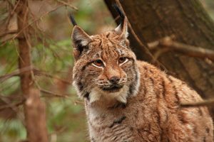 EVRAZIJSKEGA RISA (Lynx lynx) so v sklopu projekta LIFE Lynx pripeljali v Slovenijo leta 2018. foto: Miha Krofel