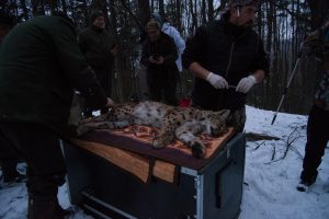 Romunska terenska ekipa opravlja biometrične meritve na risu Doruju takoj po odlovu v škatlasto past. foto: Lan Hočevar