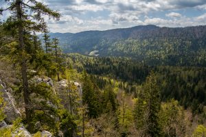 DINARSKI GOZDOVI Slovenije so idealen življenjski prostor za velike zveri. foto: Lan Hočevar